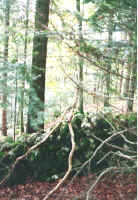 Saignelégier : mur en forêt (1993) © ASMPS-Suisse