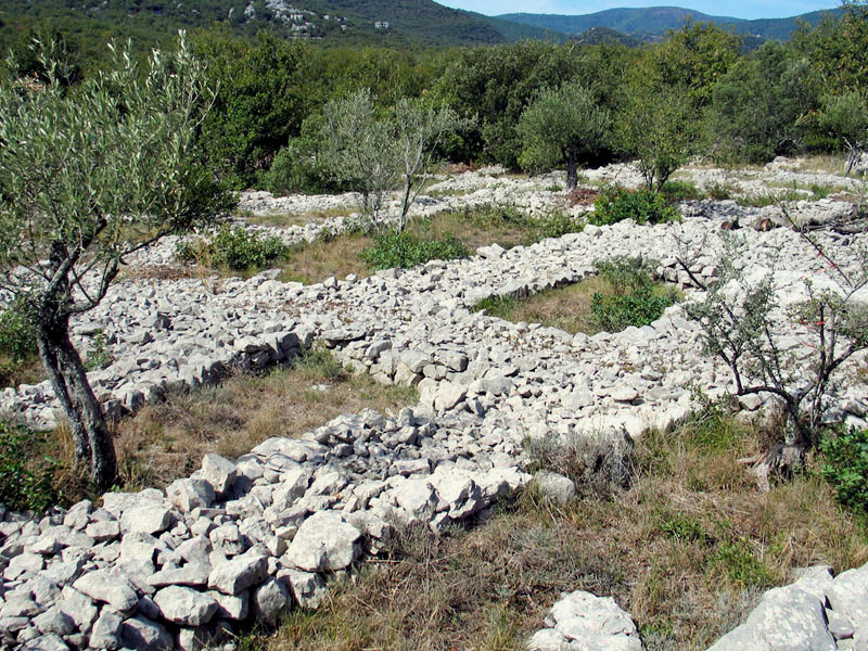 Banne (Ardche), maillage de murs bas enserrant des oliviers. Photo Michel Rouvire.