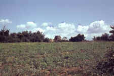 Cabane cylindro-tronconique à Barjac (Gard) © Christian Lassure