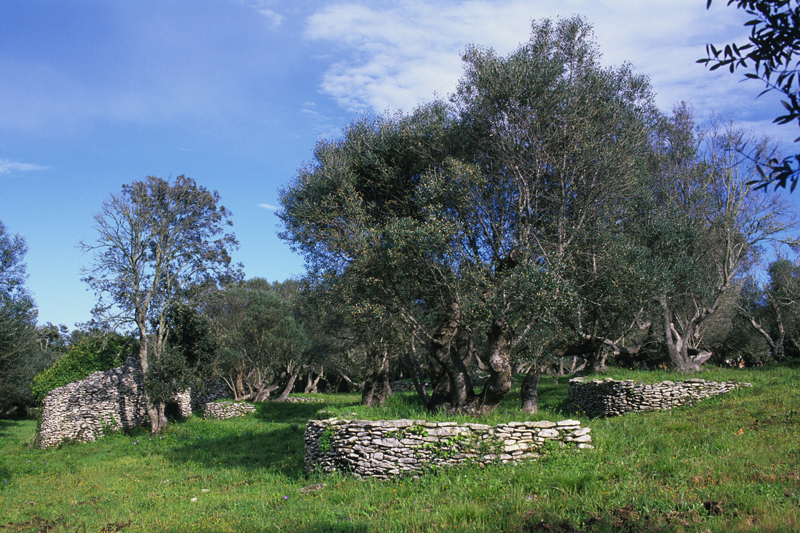Bonifacio (Corse du Sud) : olivier protg par une petite terrasse soutenue par un muret en demi-cercle dans un terrain en pente lgre. Photo Dominique Reprant.