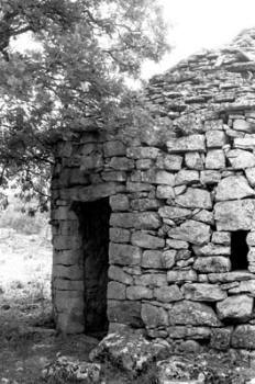 Mane (Alpes-de-Haute-Provence) : branches d'un chêne fouettant le bord de la toiture d'une cabane (1984) © Christian Lassure