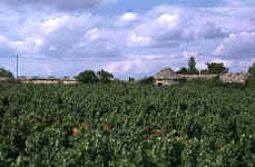 Orgnac-l'Aven (Ardèche) : vigne avec au fond muraille et cabane © Christian Lassure