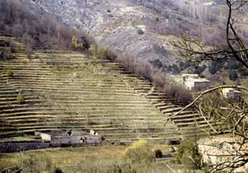 Saint-Pierre-de-Colombier (Ardche) : versant enterrass.  Michel Rouvire