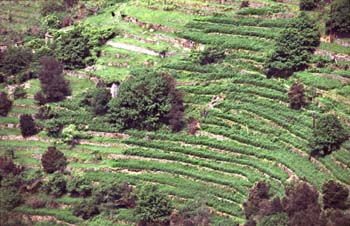 Le Frontal (Gard) : les terrasses abandonnées et recolonisées vues de près © Michel Rouvière