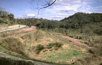 Joannas (Ardèche) : dans le granit, terrasses avec verger © Michel Rouvière